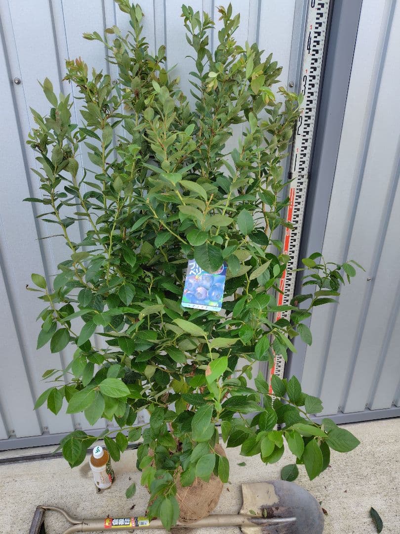 ブルーベリー苗　マグノリア大苗