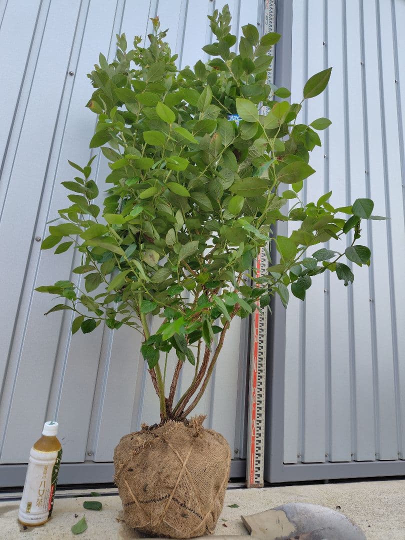 ブルーベリー苗　マグノリア大苗