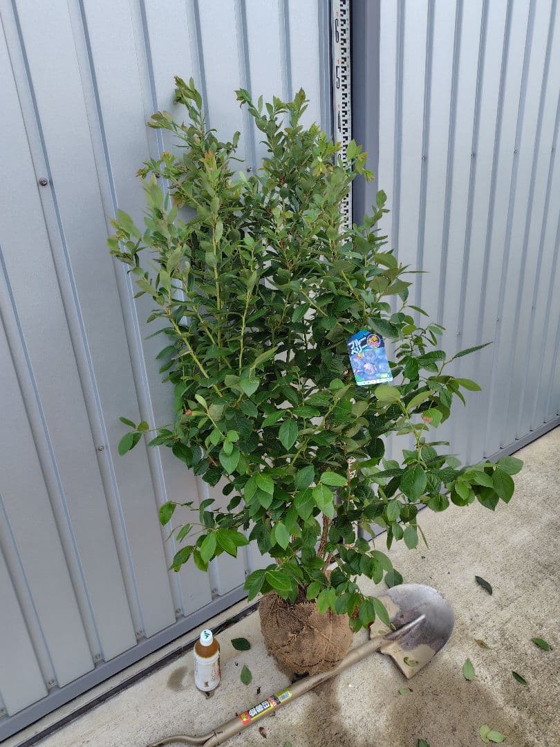 ブルーベリー苗　マグノリア大苗