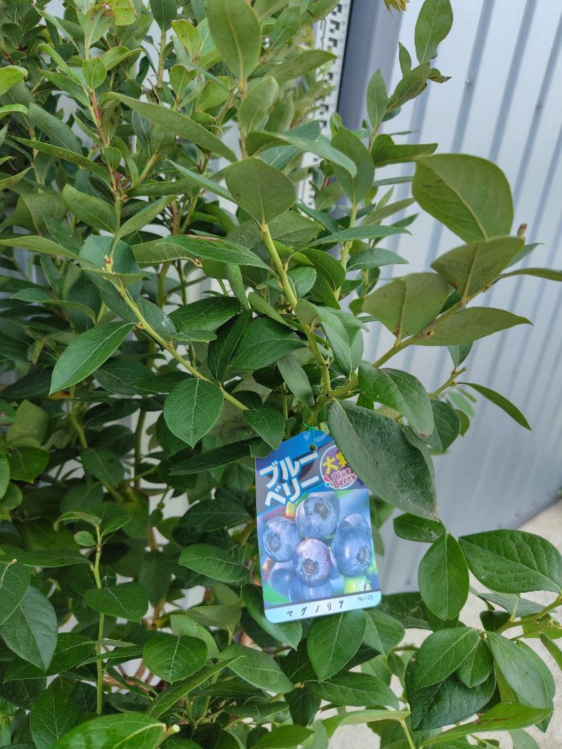 ブルーベリー苗　マグノリア大苗