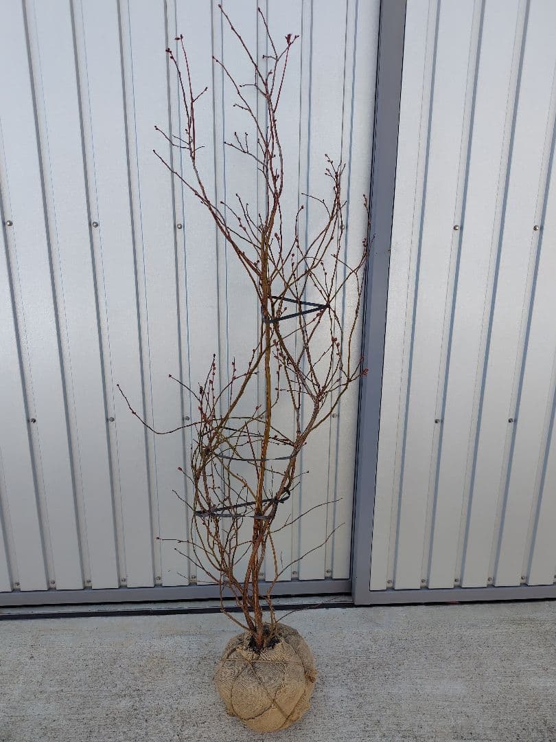 ブルーベリー苗　マグノリア大苗