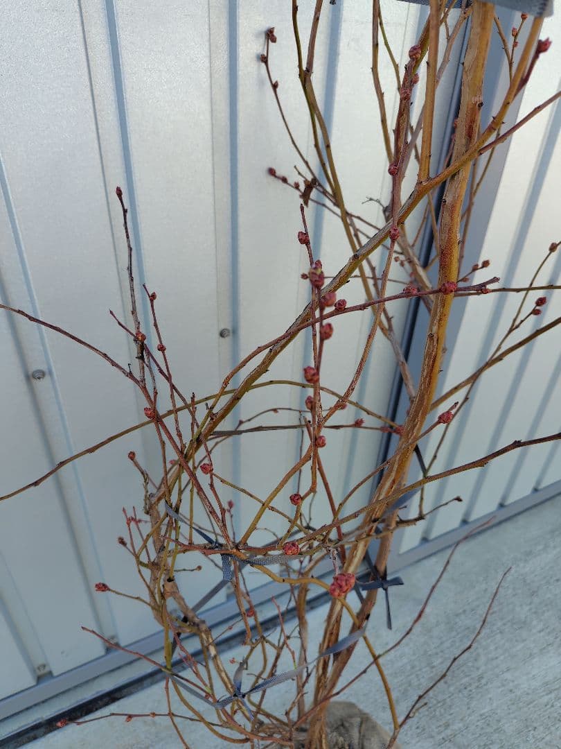 ブルーベリー苗　マグノリア大苗