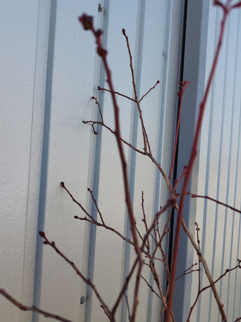 ブルーベリー苗　マグノリア大苗