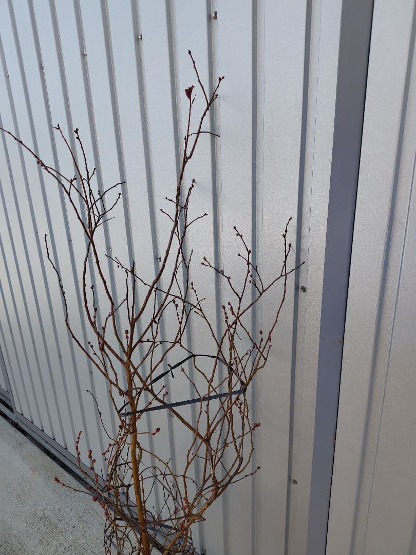 ブルーベリー苗　マグノリア大苗