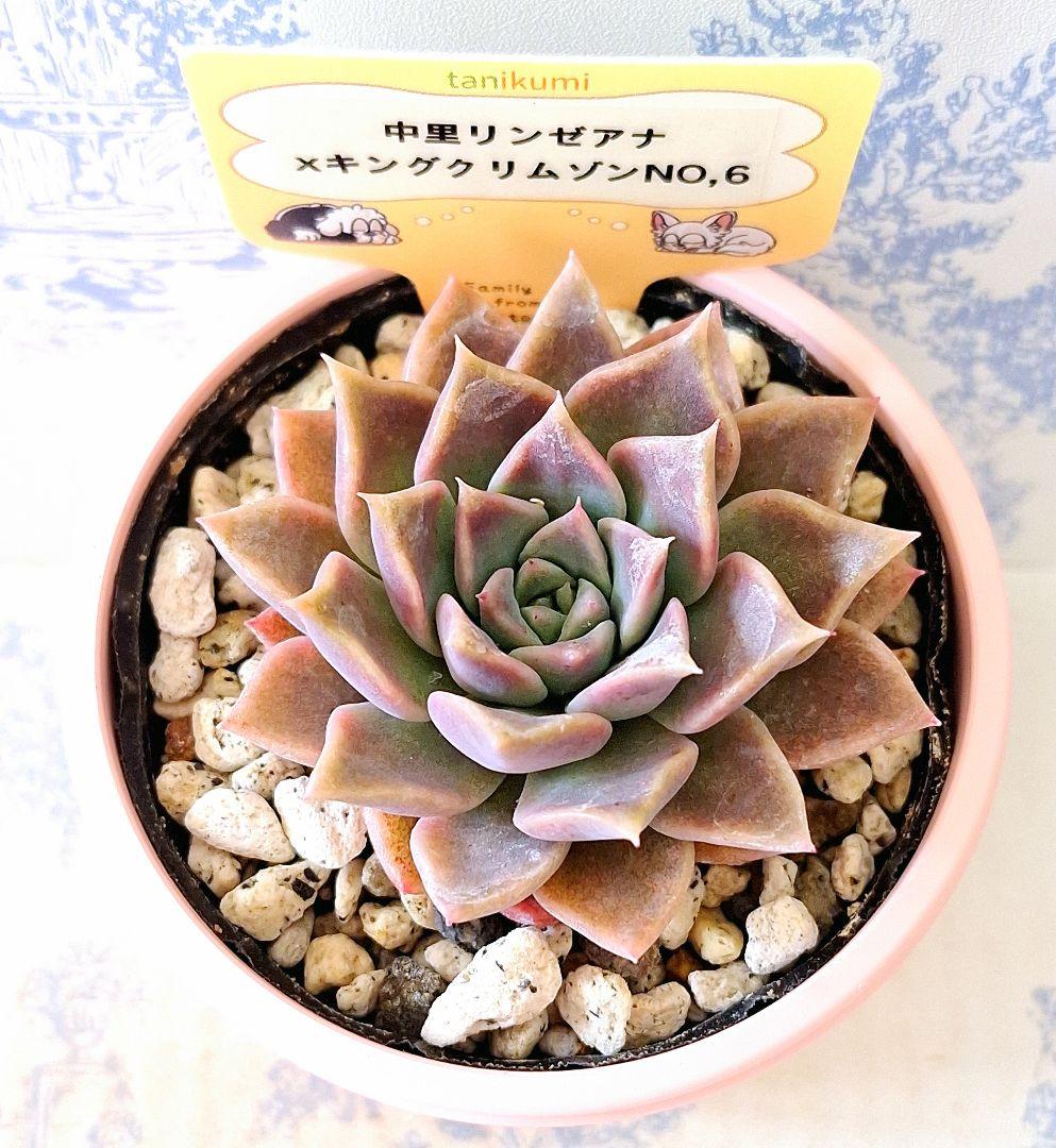 専用　中里リンゼアナ×キングクリムゾン