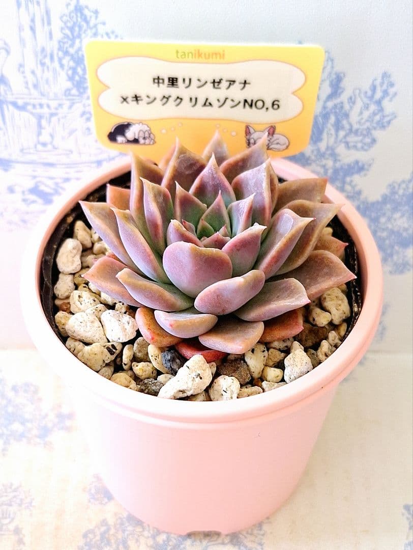 専用　中里リンゼアナ×キングクリムゾン