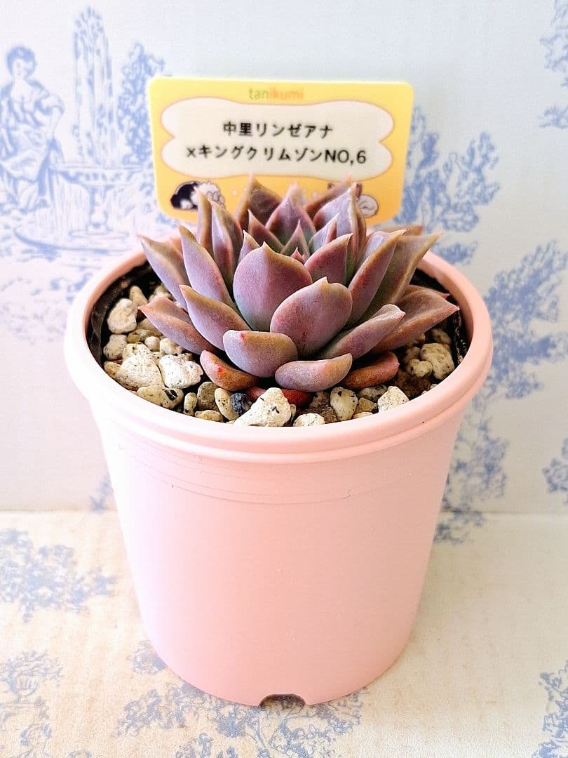 専用　中里リンゼアナ×キングクリムゾン