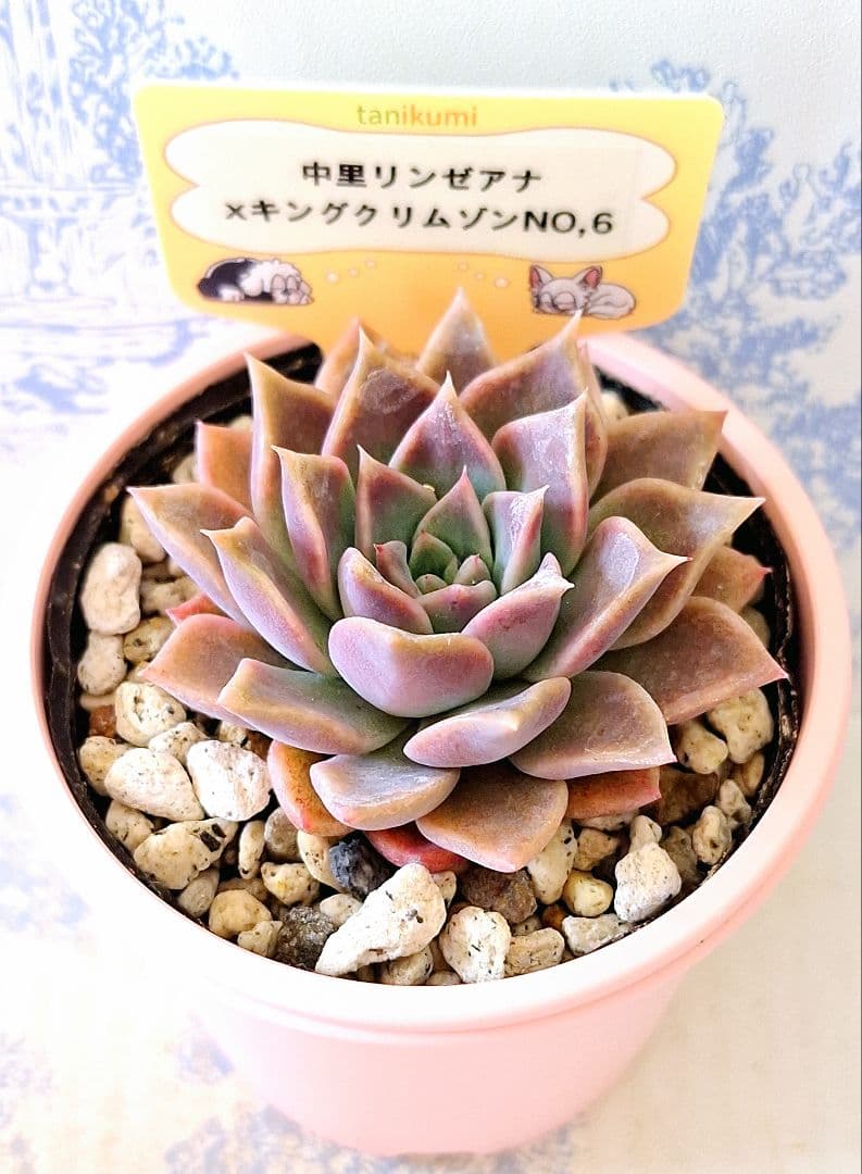 専用　中里リンゼアナ×キングクリムゾン