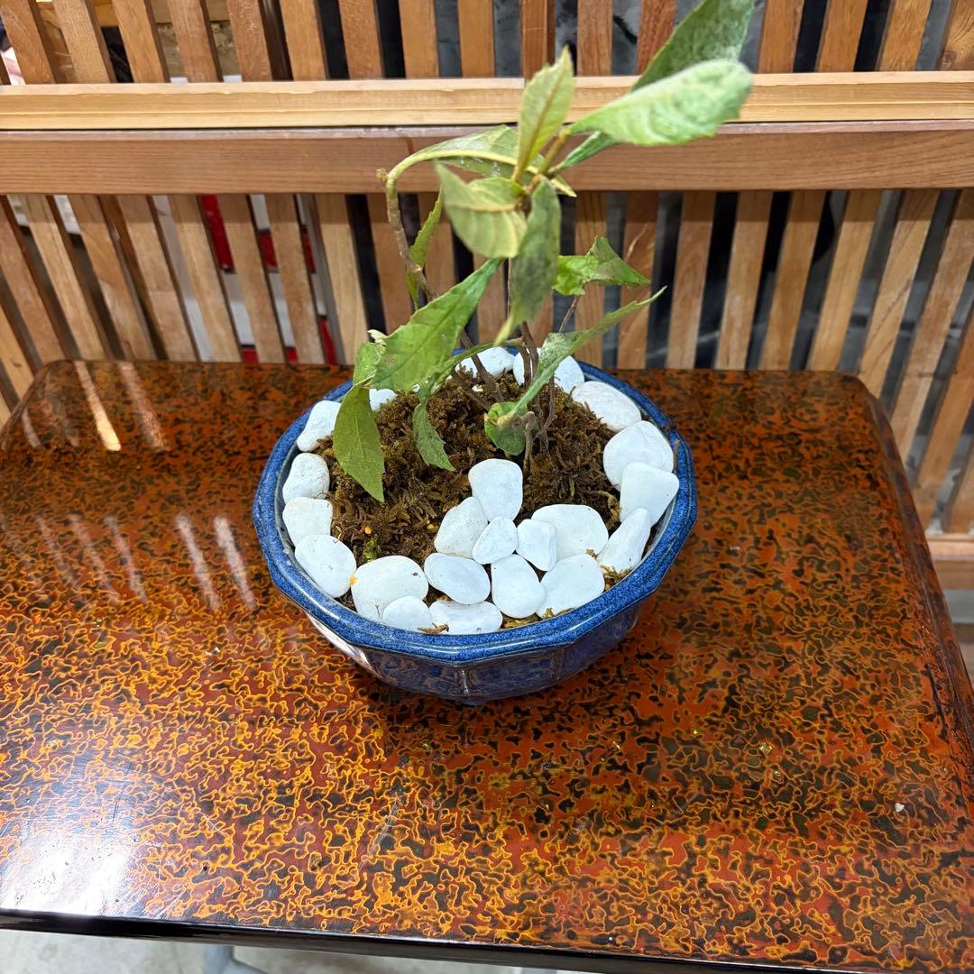 ＡＴ－２ ビワの盆栽 ３年生 ６本入り 元気いっぱいです 激安