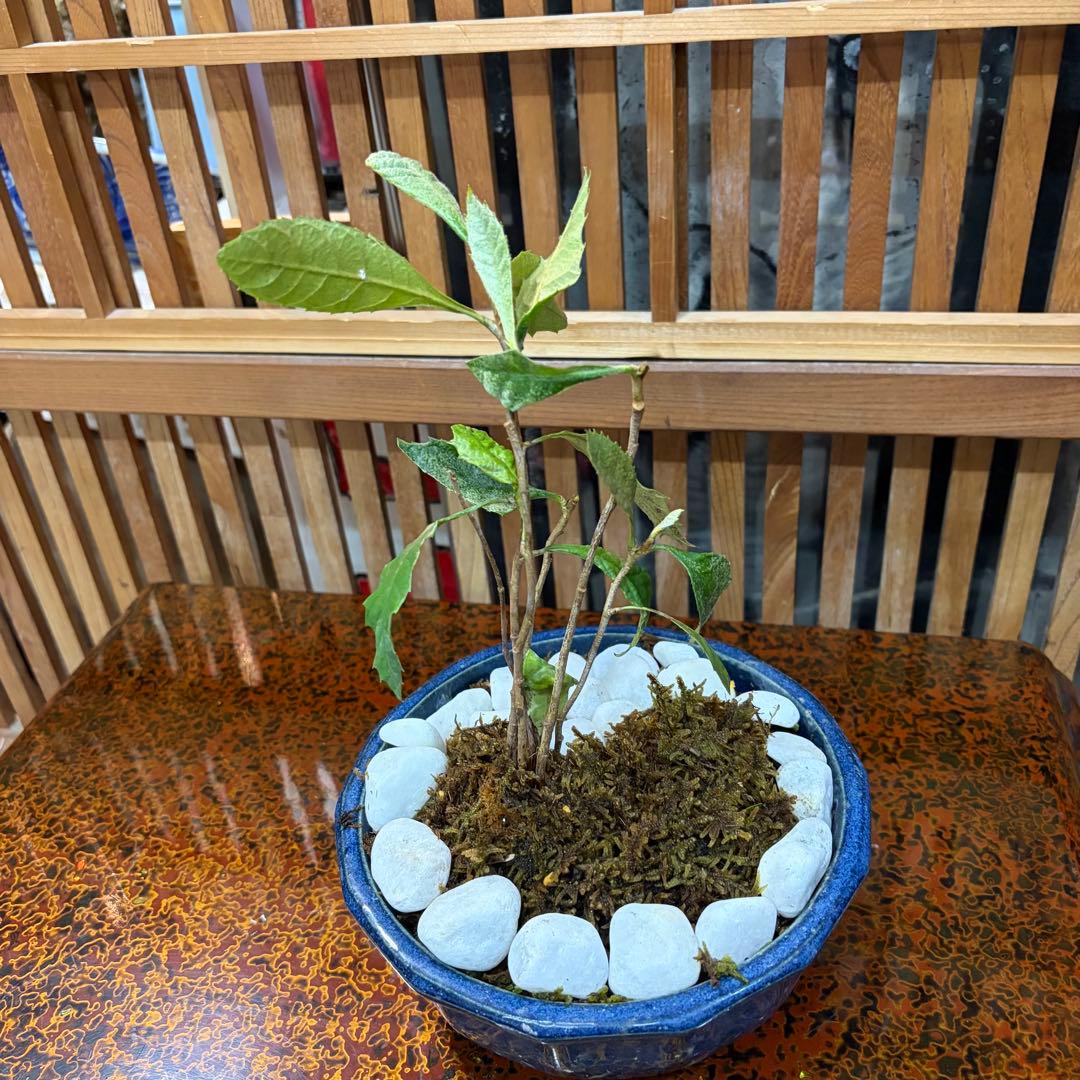 ＡＴ－２ ビワの盆栽 ３年生 ６本入り 元気いっぱいです 激安