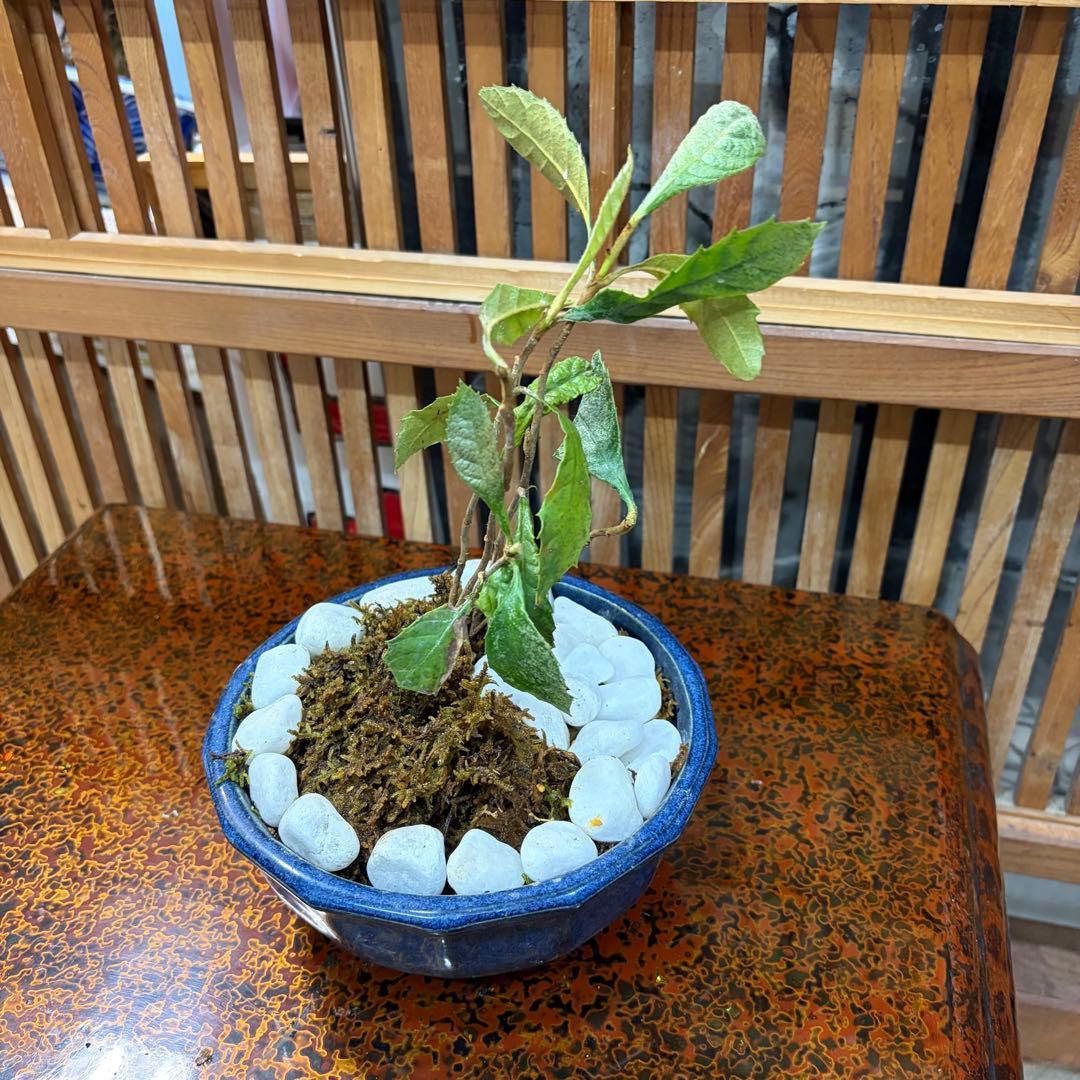 ＡＴ－２ ビワの盆栽 ３年生 ６本入り 元気いっぱいです 激安