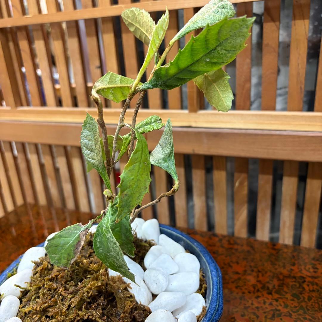 ＡＴ－２ ビワの盆栽 ３年生 ６本入り 元気いっぱいです 激安