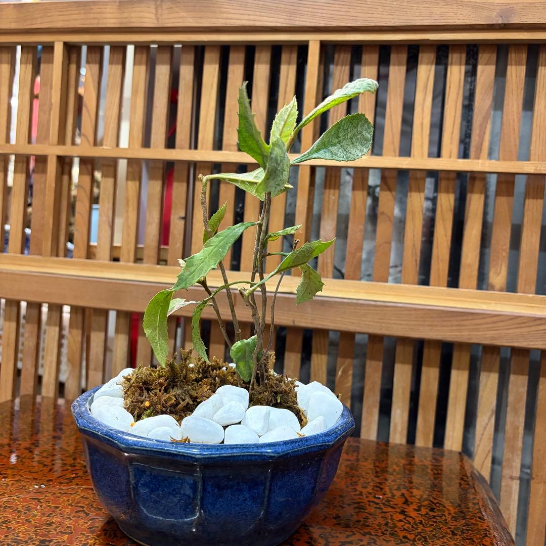 ＡＴ－２ ビワの盆栽 ３年生 ６本入り 元気いっぱいです 激安