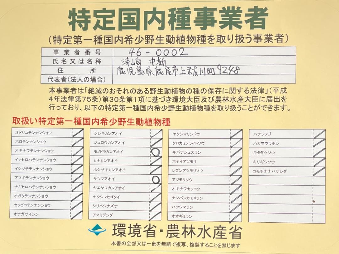 モノドラカンアオイ　極