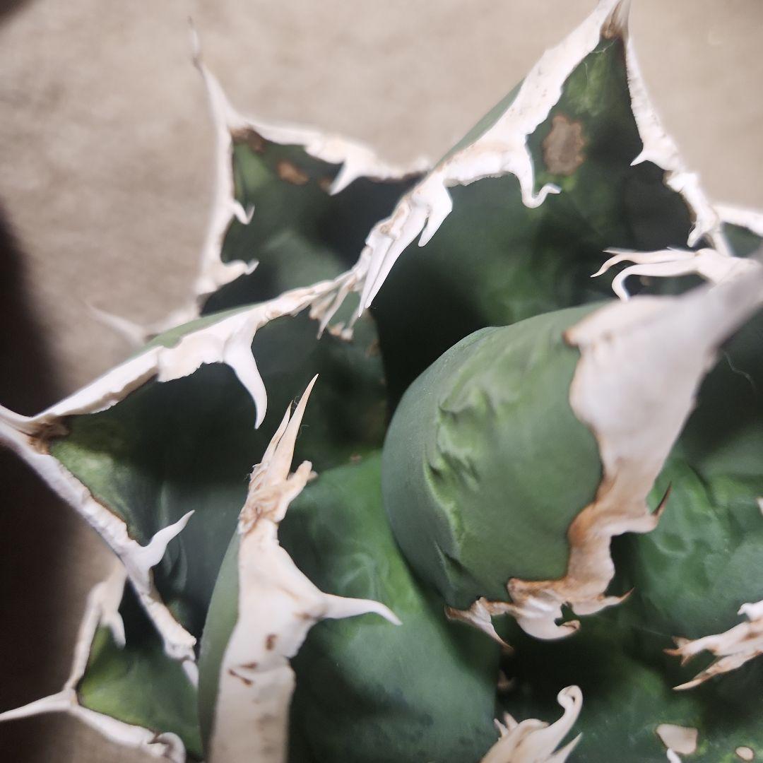 アガベ　狼人　大株