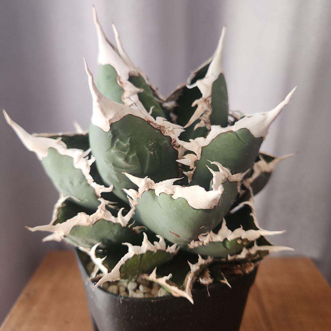 アガベ　狼人　大株