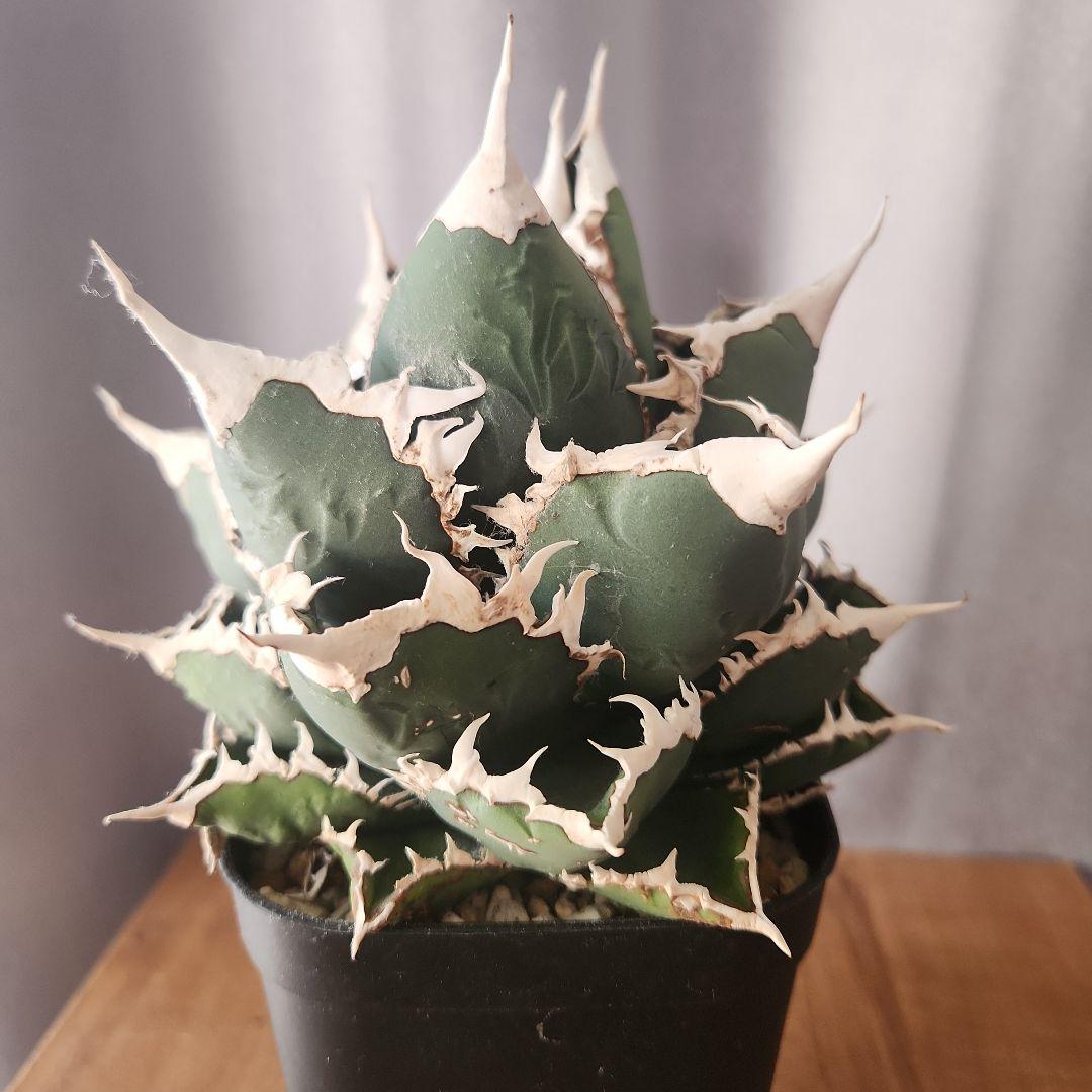 アガベ　狼人　大株