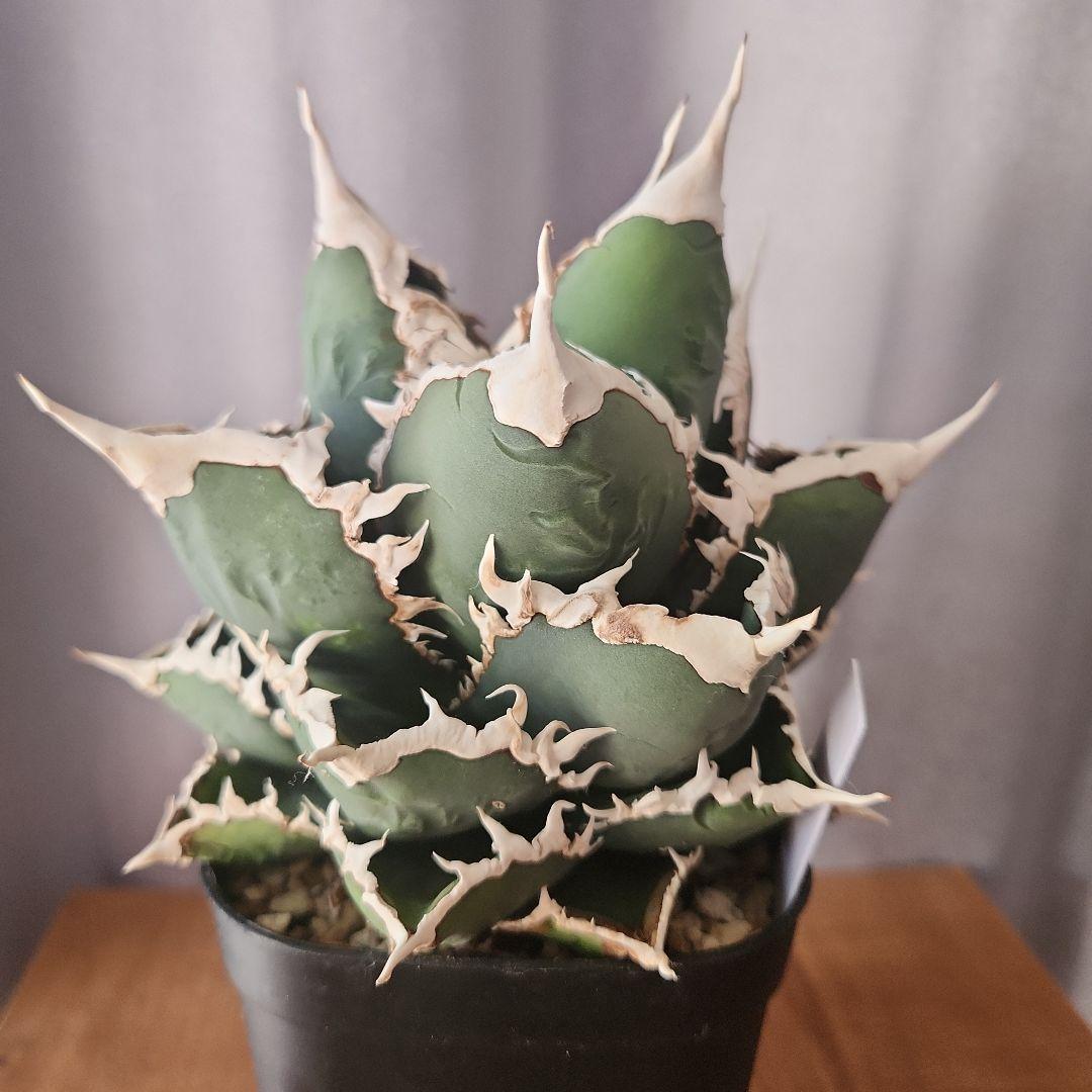 アガベ　狼人　大株