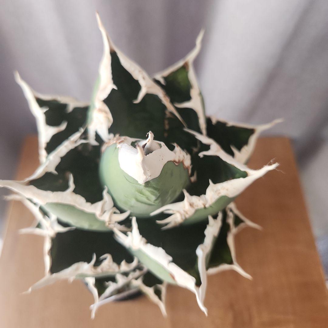 アガベ　狼人　大株