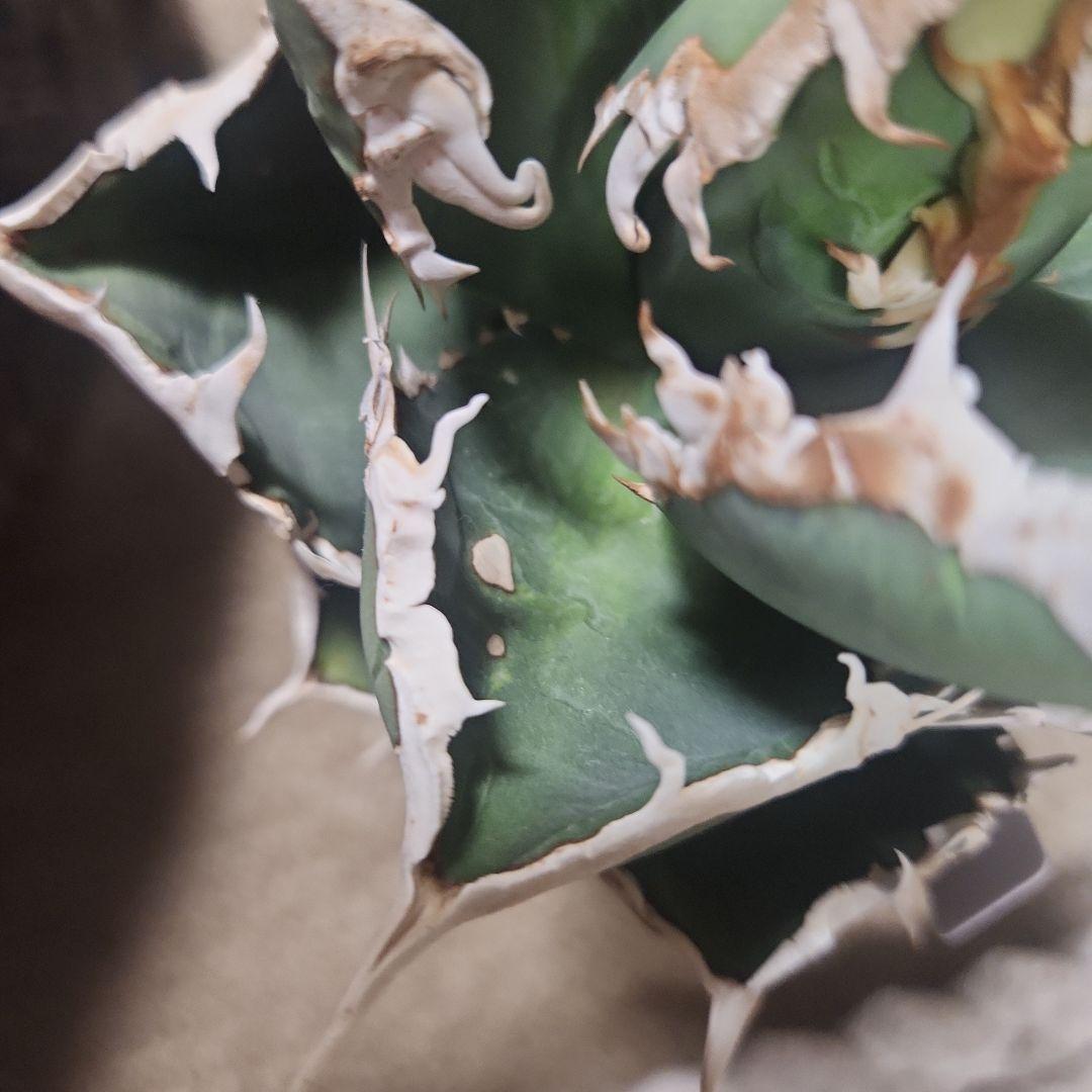 アガベ　狼人　大株