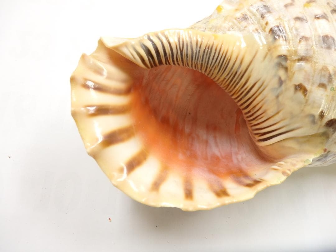 法螺貝 約37㎝ 木製歌口　新品　 MH-436