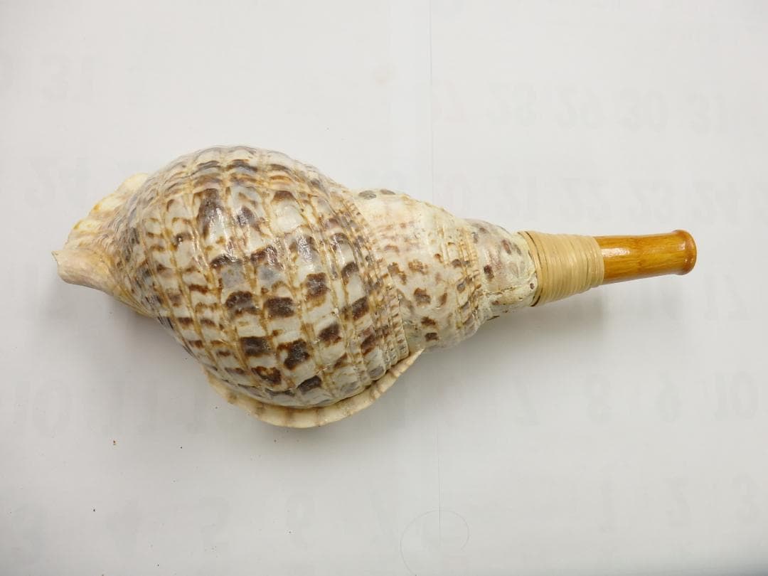 法螺貝 約37㎝ 木製歌口　新品　 MH-436