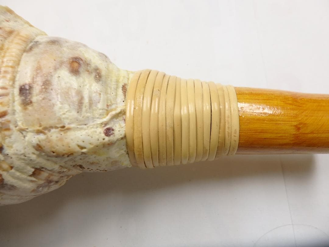 法螺貝 約37㎝ 木製歌口　新品　 MH-436