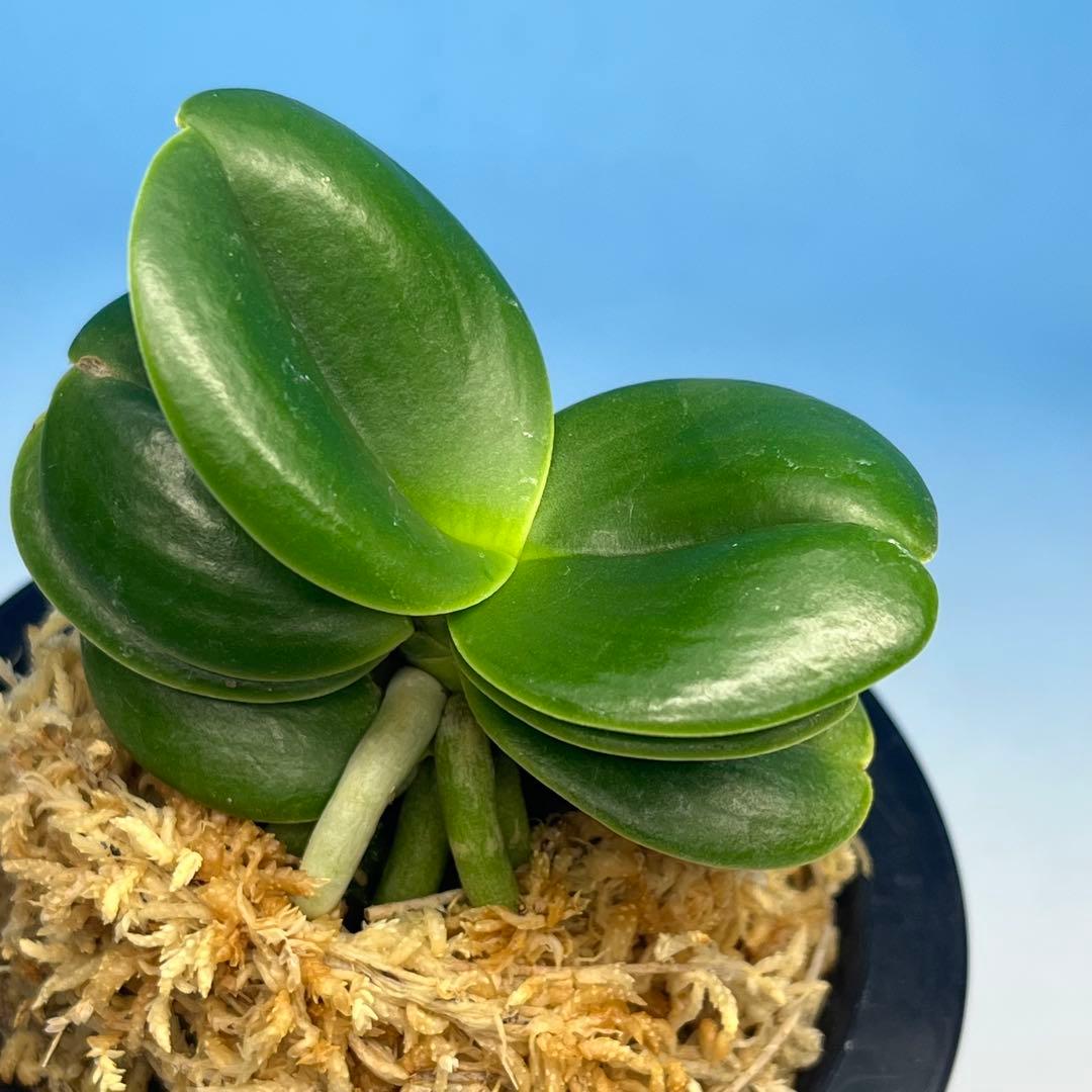 名護蘭　ナゴラン　青玉達磨　花芽付き