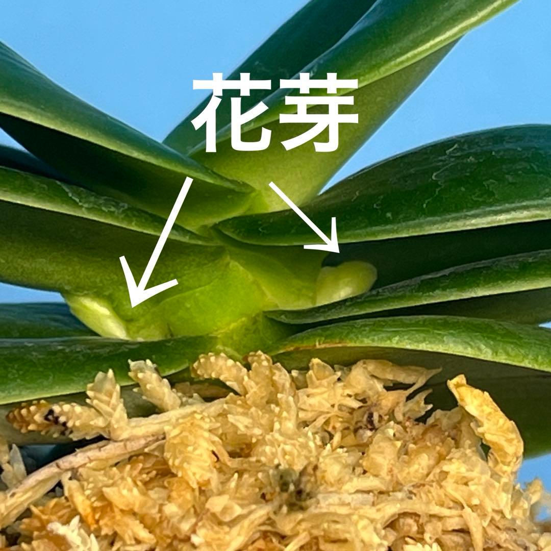 名護蘭　ナゴラン　青玉達磨　花芽付き