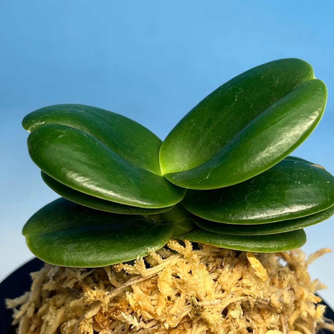 名護蘭　ナゴラン　青玉達磨　花芽付き