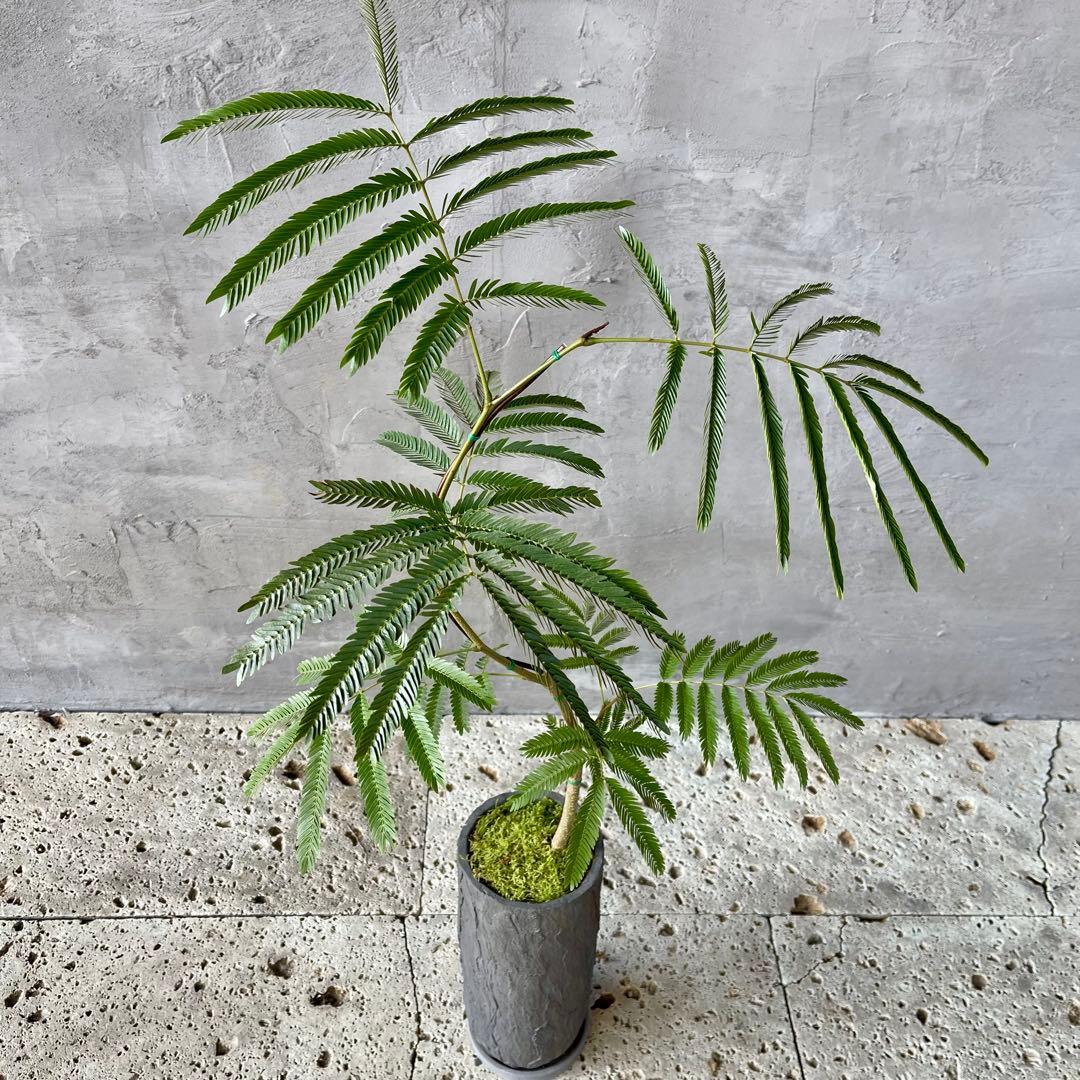 エバーフレッシュ　曲がり　天然苔　盆栽仕立て　陶器鉢　植え込み発送