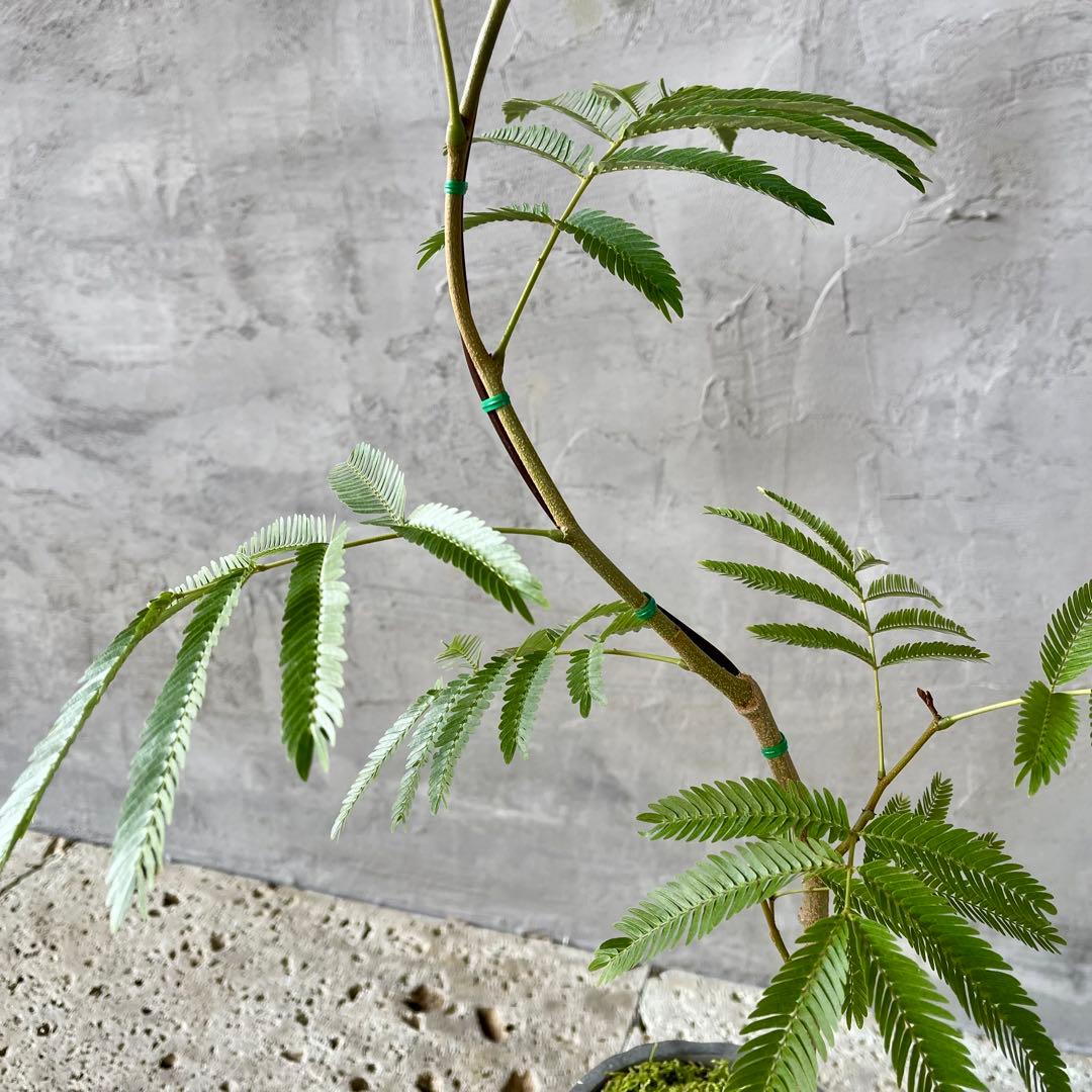 エバーフレッシュ　曲がり　天然苔　盆栽仕立て　陶器鉢　植え込み発送