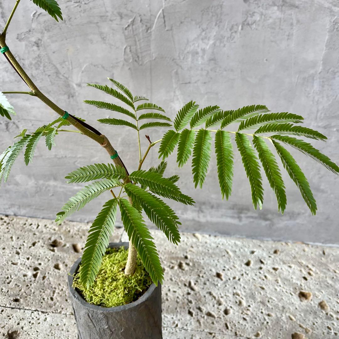 エバーフレッシュ　曲がり　天然苔　盆栽仕立て　陶器鉢　植え込み発送