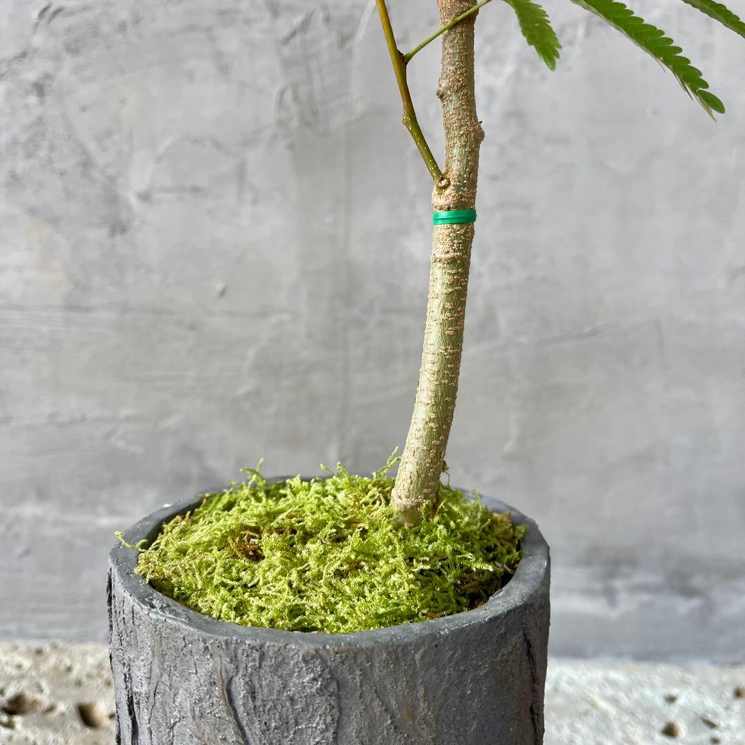 エバーフレッシュ　曲がり　天然苔　盆栽仕立て　陶器鉢　植え込み発送