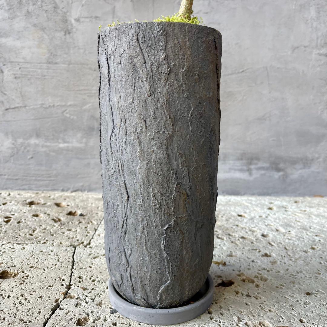 エバーフレッシュ　曲がり　天然苔　盆栽仕立て　陶器鉢　植え込み発送