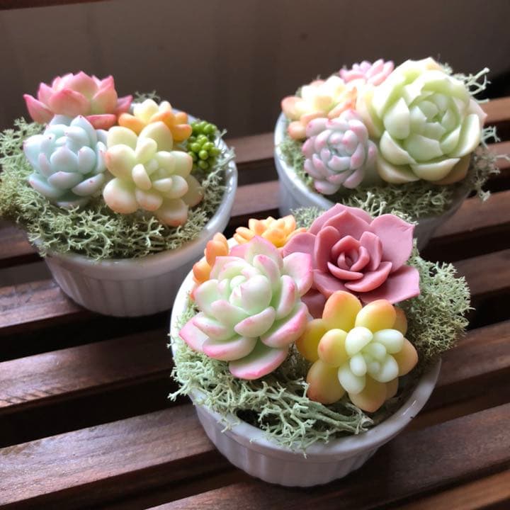 フェイク　多肉植物