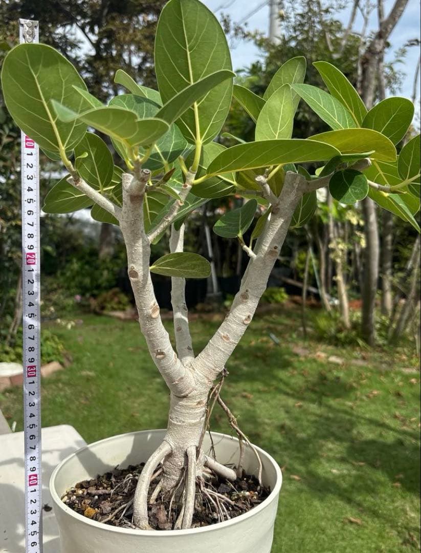 牛乳　フィカス　ベンガレンシス　太幹　植物　盆栽　インテリア