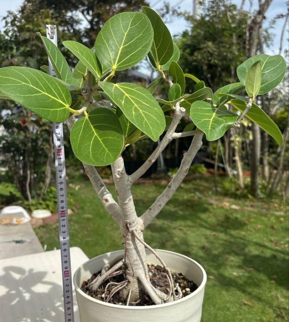 牛乳　フィカス　ベンガレンシス　太幹　植物　盆栽　インテリア