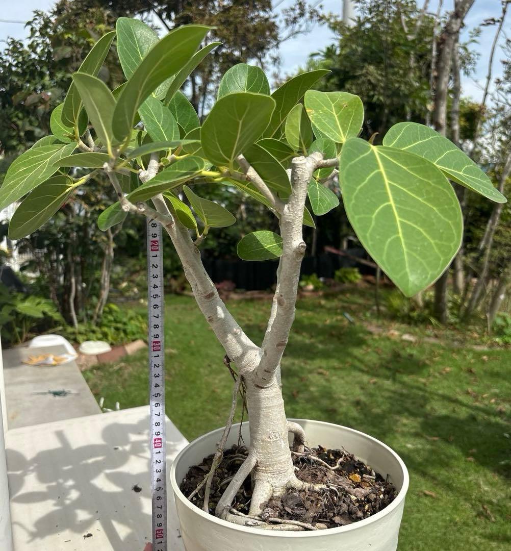 牛乳　フィカス　ベンガレンシス　太幹　植物　盆栽　インテリア
