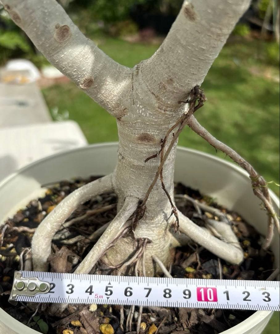 牛乳　フィカス　ベンガレンシス　太幹　植物　盆栽　インテリア