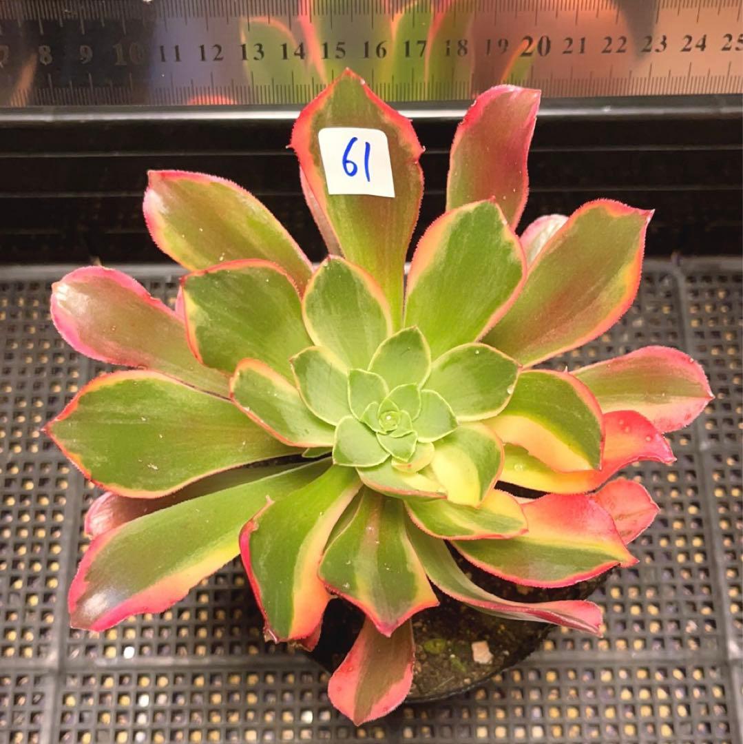 61 #多肉植物アエオニウム錦❤️金絲雀锦❤️1大頭5子芽15cm拔き苗