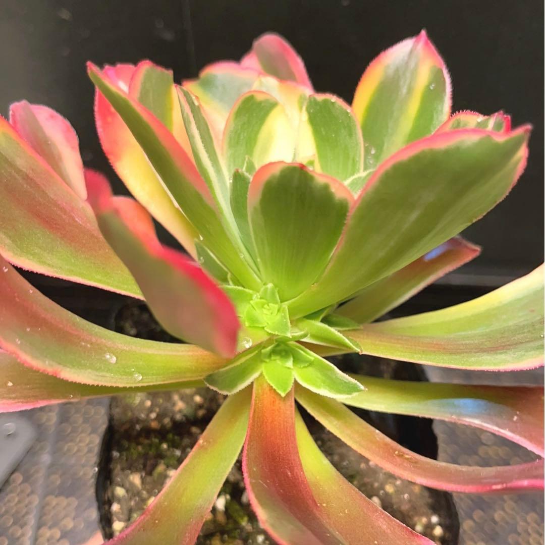 61 #多肉植物アエオニウム錦❤️金絲雀锦❤️1大頭5子芽15cm拔き苗