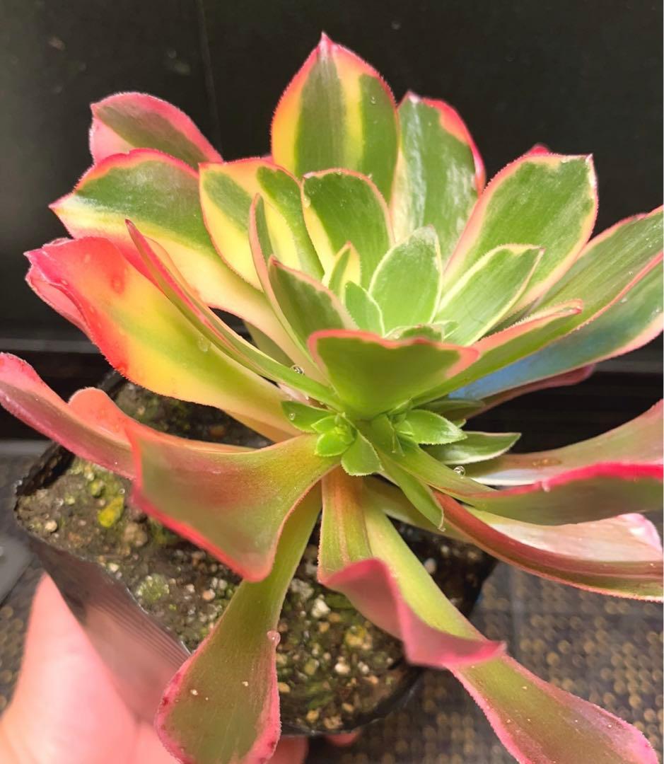 61 #多肉植物アエオニウム錦❤️金絲雀锦❤️1大頭5子芽15cm拔き苗