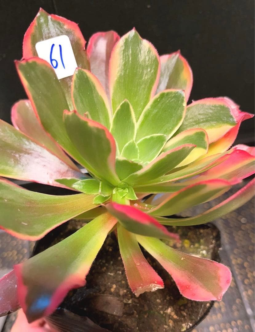 61 #多肉植物アエオニウム錦❤️金絲雀锦❤️1大頭5子芽15cm拔き苗