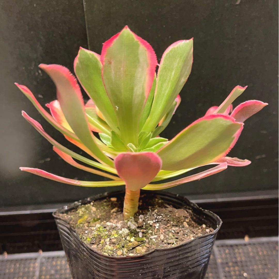 61 #多肉植物アエオニウム錦❤️金絲雀锦❤️1大頭5子芽15cm拔き苗