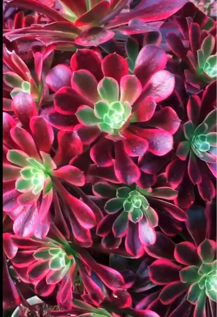 61 #多肉植物アエオニウム錦❤️金絲雀锦❤️1大頭5子芽15cm拔き苗