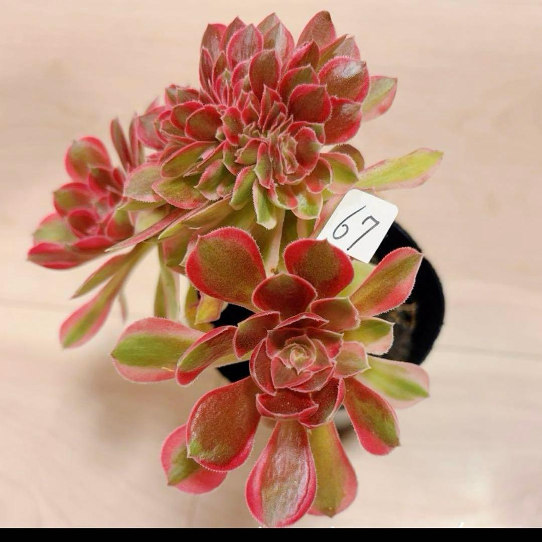 67#多肉植物アエオニウム錦❤️ピンクウィッチセッカ❤️16cm 拔き苗