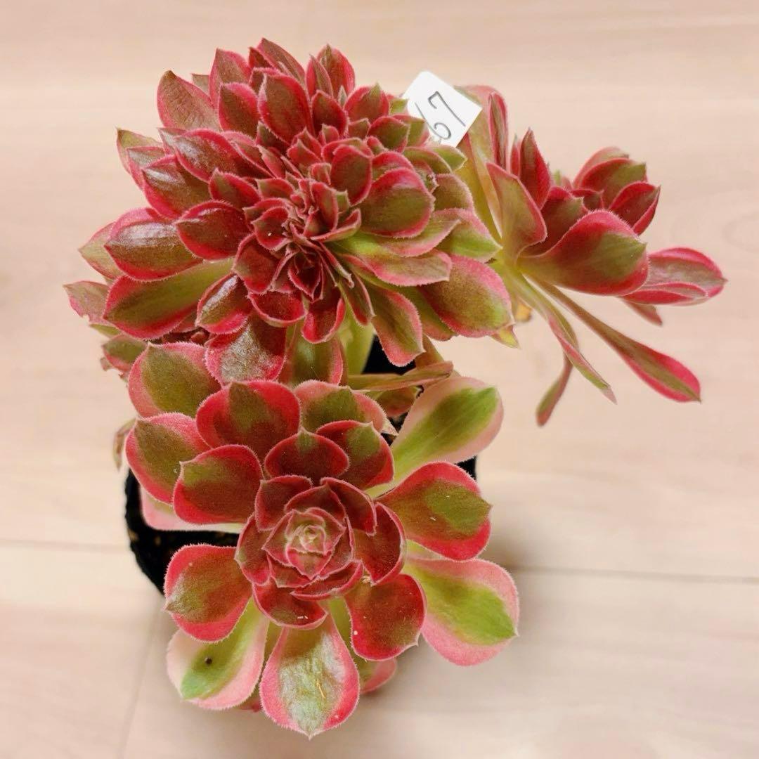 67#多肉植物アエオニウム錦❤️ピンクウィッチセッカ❤️16cm 拔き苗