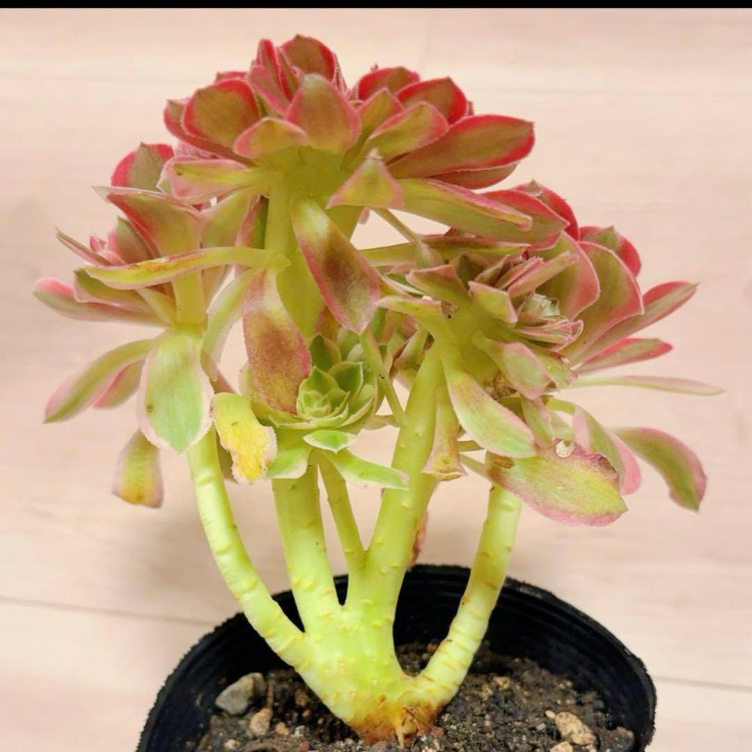 67#多肉植物アエオニウム錦❤️ピンクウィッチセッカ❤️16cm 拔き苗