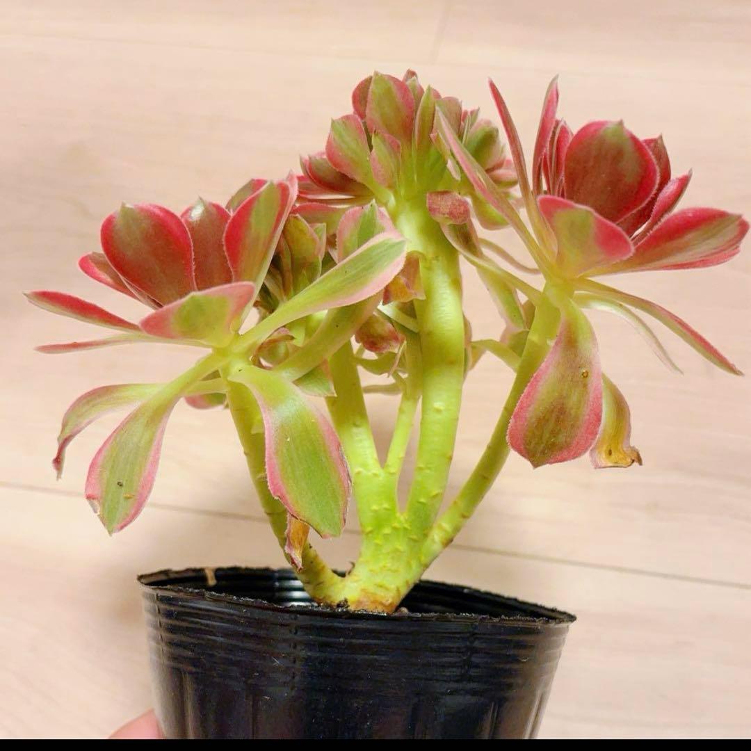 67#多肉植物アエオニウム錦❤️ピンクウィッチセッカ❤️16cm 拔き苗